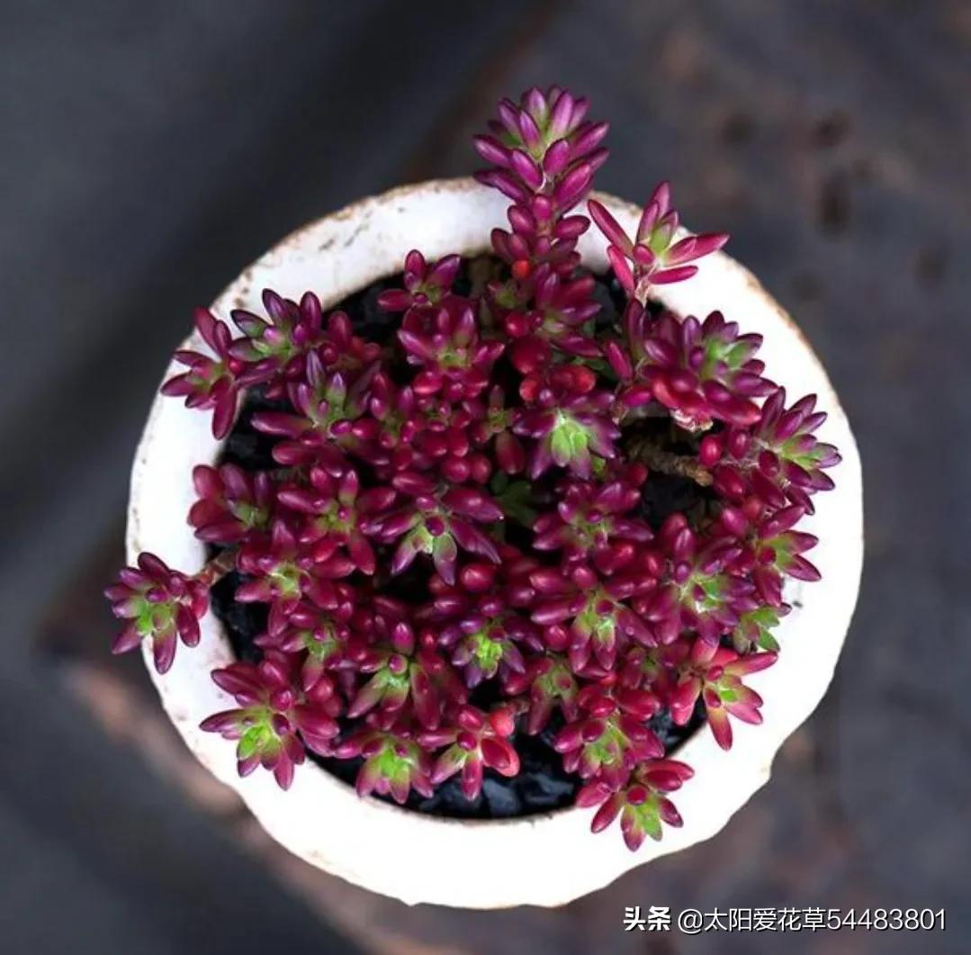 紫米粒多肉是什么样子,紫米粒多肉用什么盆养好