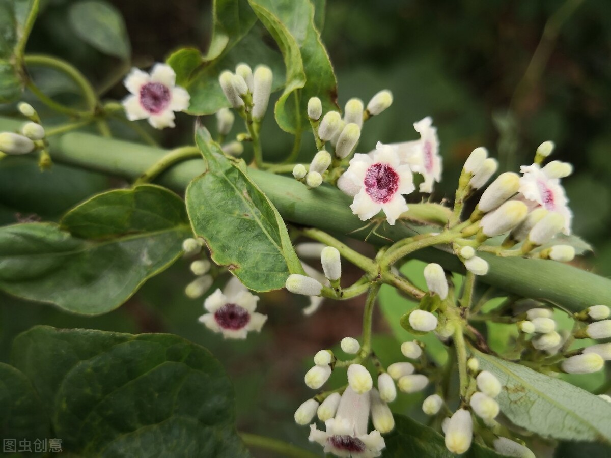 园林人需要知道的85个花卉知识,园林花卉的种类及图片