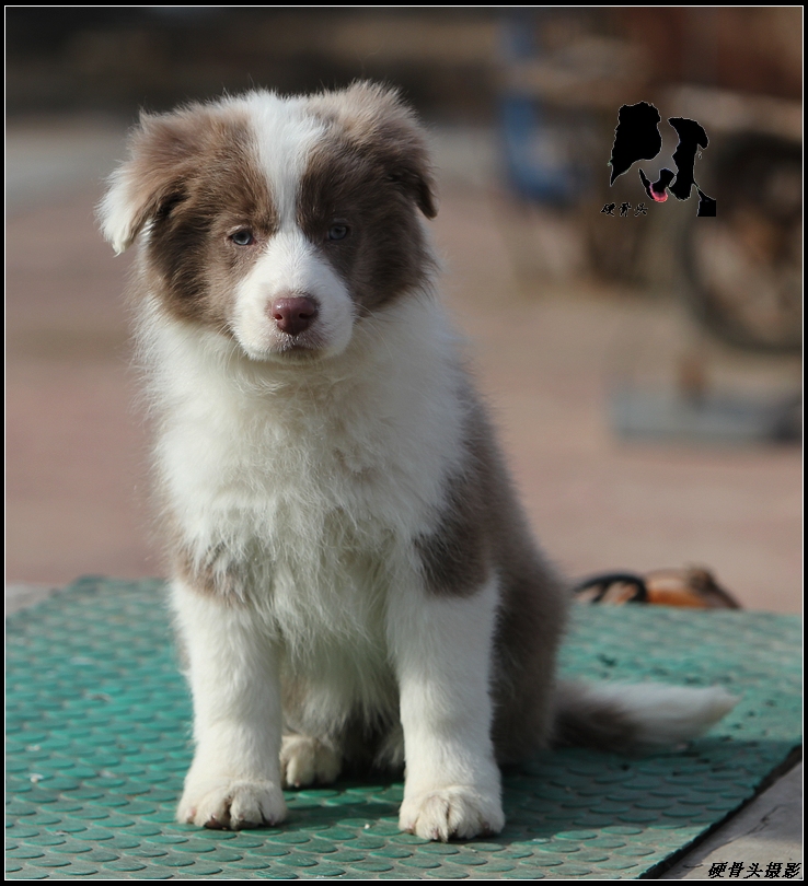 西安边境牧羊犬领养,领养边境牧羊犬幼崽