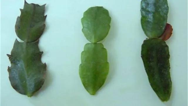 教你如何避开假货买到真品,一张图告诉你怎样分辨假货