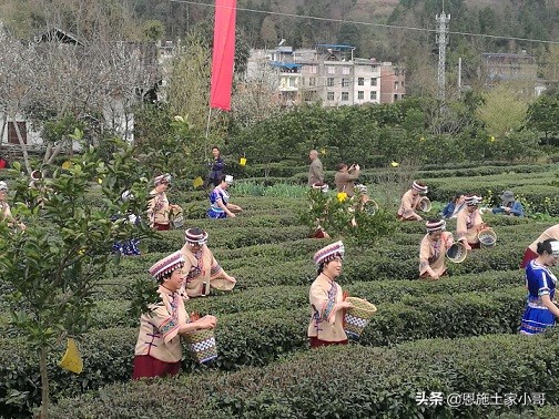 恩施土家人文地理：行游恩施，忠路雾洞春茶香