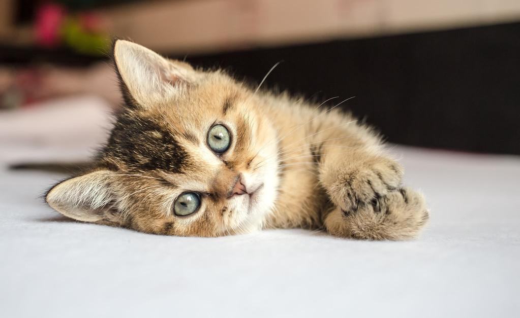 猫咪高冷不亲人,猫咪高冷不和你玩