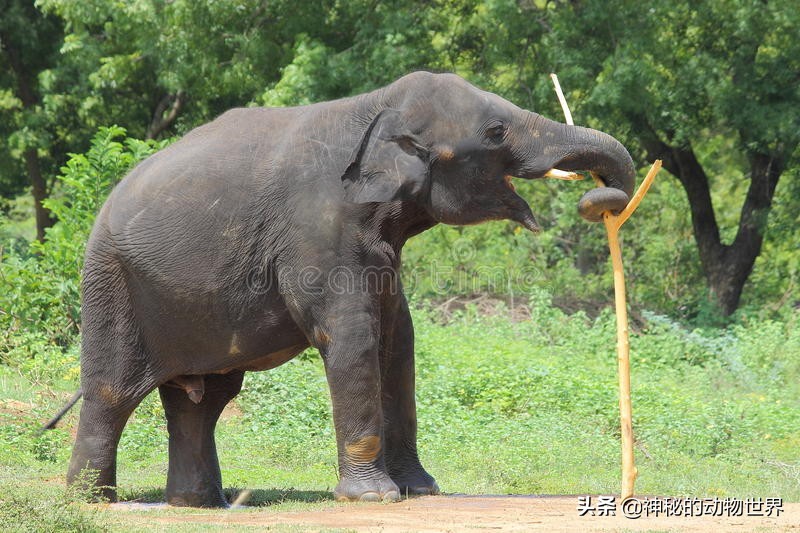 大象究竟有多聪明,大象的智商相当于人类多大