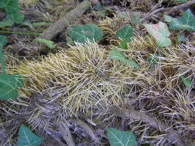 不伤墙体的爬藤植物,可以爬满整个房子的长青爬藤植物