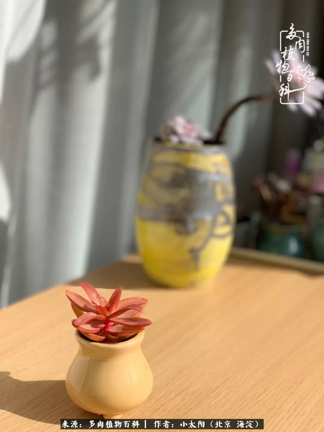 来自多肉的顽强生命力,与多肉朝夕相伴的美好时光