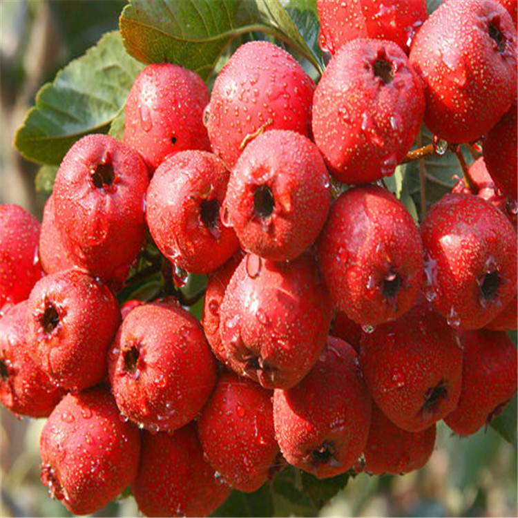 10种果子图片大全,100种果子介绍