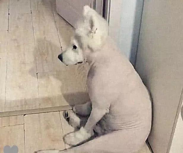 狗狗剃了毛后行为异常,突然把狗狗毛剃掉