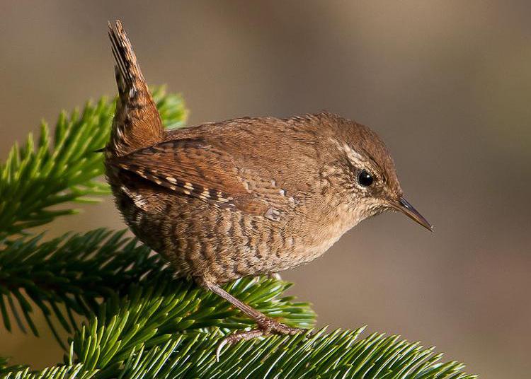 东江揽胜,惠州淡水常见鸟类图谱