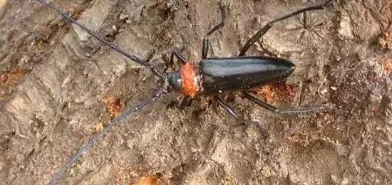 如何区分4类地下害虫的危害特点,田间害虫多该怎样消灭地下害虫