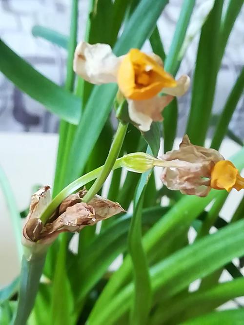 水仙要怎么处理,水仙花哑了是什么原因