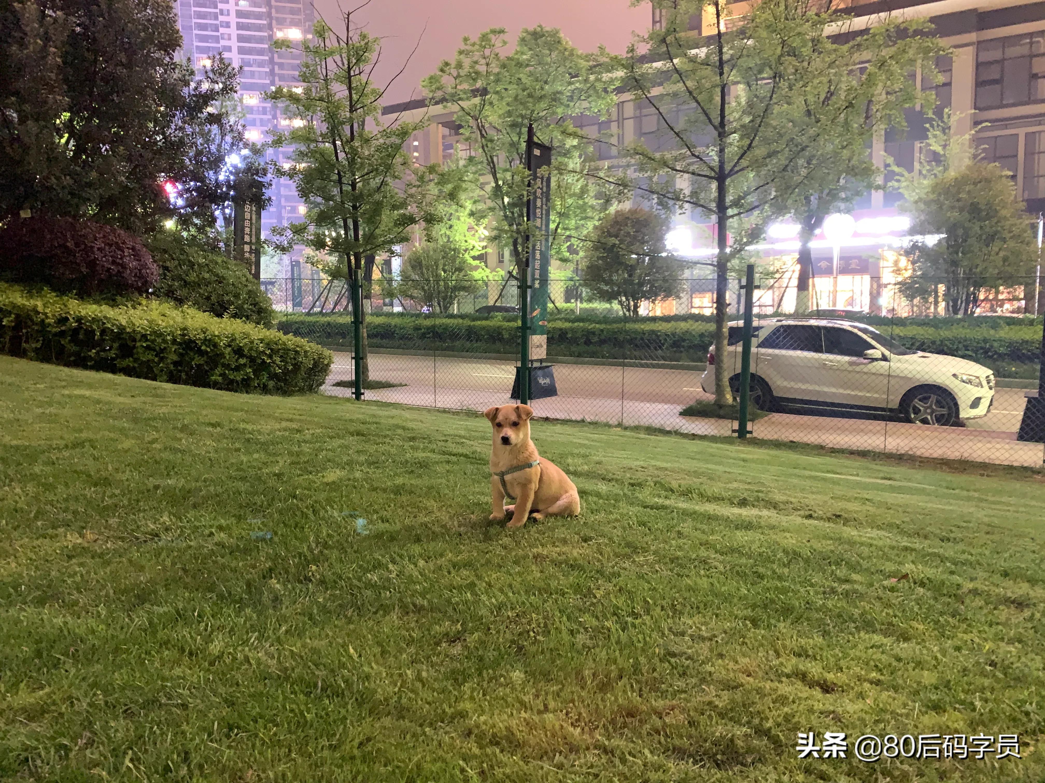 养条黑土狗什么感受呢,养条土狗是什么体验