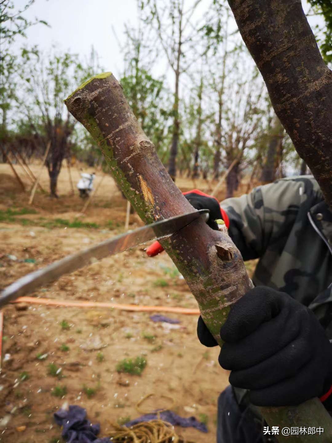 苗木冻伤了怎么补救,苗木受冷怎么补救