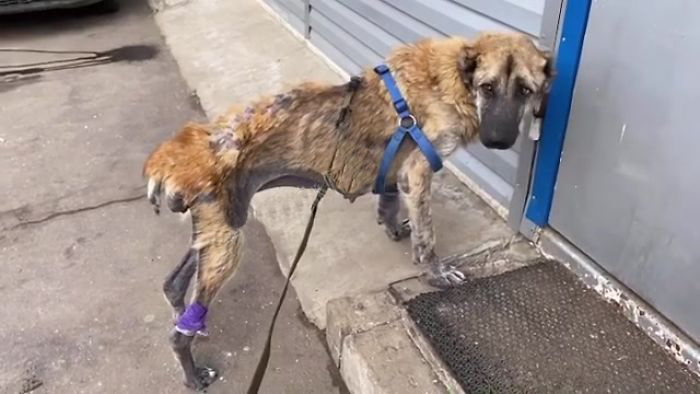 无良的犬舍,无良狗舍金毛是怎么培育出来的