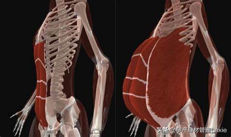 产后腹直肌分离怎么瘦肚子,产后腹直肌分离肚子松松垮垮