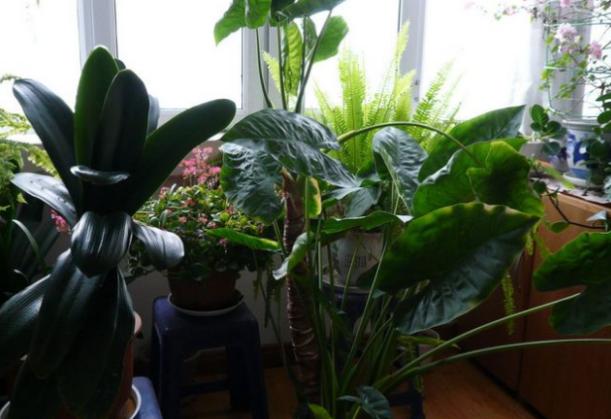 洋葱养花有什么作用,洋葱养花的功效和作用