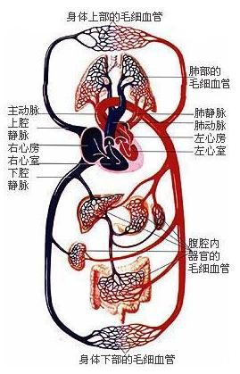 肢端白癜风最佳治疗方法,肢端型白癜风怎么治疗最好