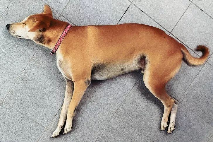 狗狗吐了突然倒地,狗狗突然倒地四肢伸直尿失禁