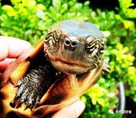 龟感冒好没好怎么看,龟龟感冒和肺炎怎么治疗