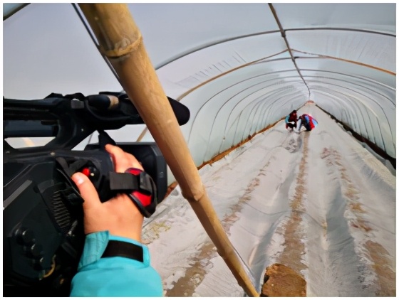 姜苗防病药,姜苗用啥药防治害虫