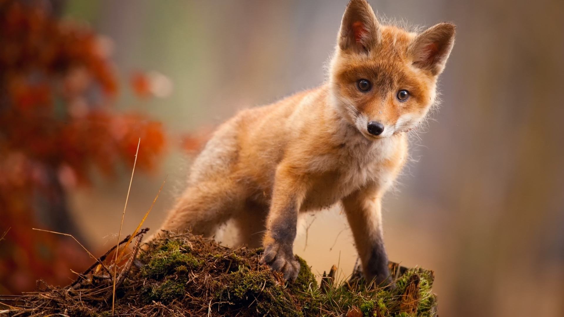 勤恳大方从不贪小便宜的三大星座,最小心眼总爱背地里使手段的星座