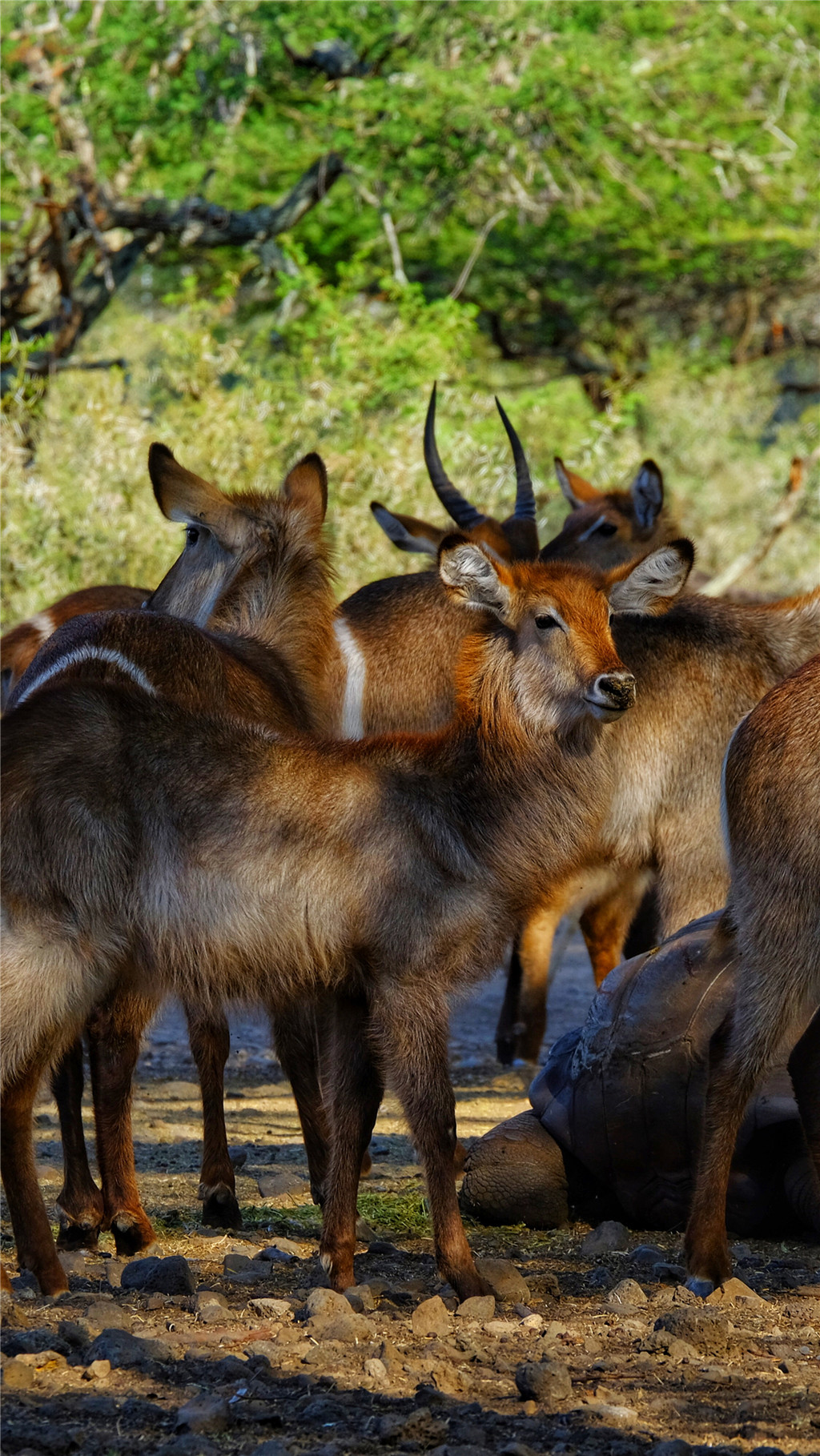 毛里求斯陈小春,毛里求斯马克吐温