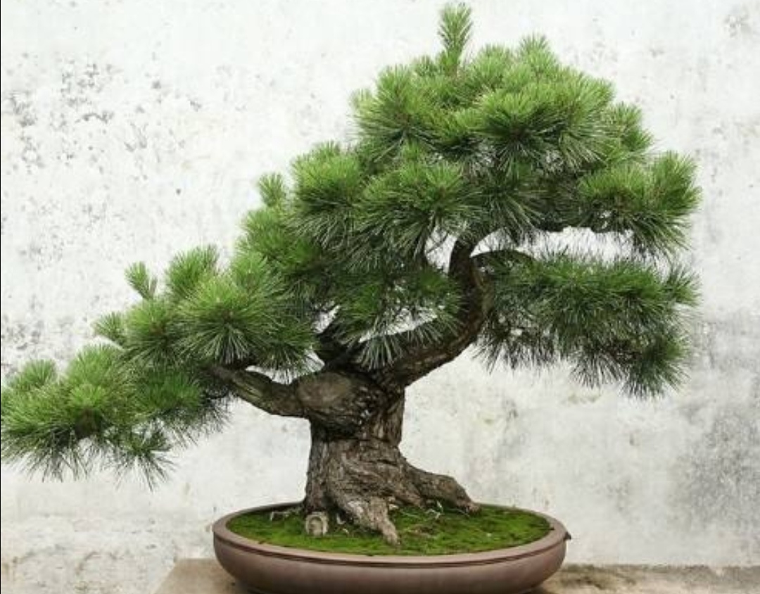 什么的树木适合做盆景,适合制作盆景有什么树种