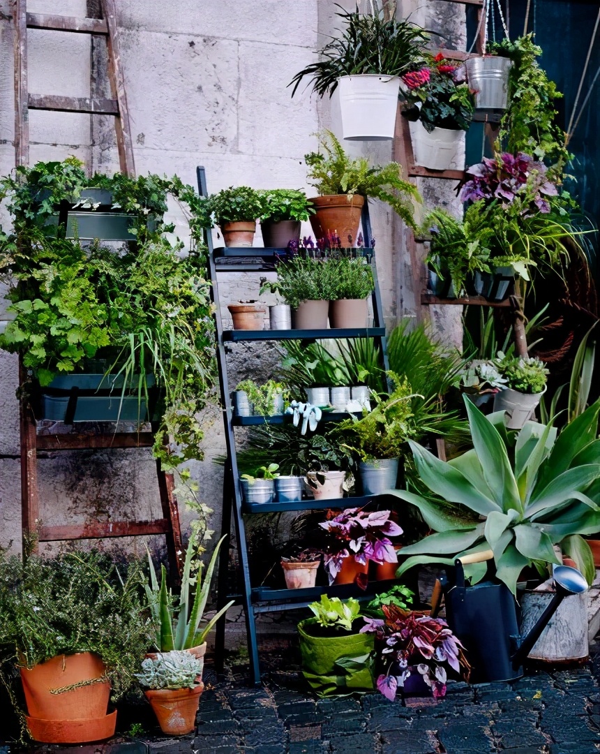 阳台照不到太阳可以种迷迭香,阳台晒不到太阳可以种黄瓜吗