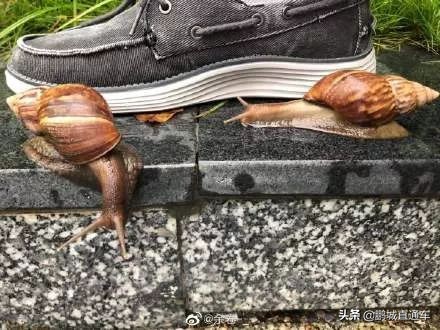 下雨过后路边为什么会出现蜗牛,深圳雨后出现非洲大蜗牛怎么处理