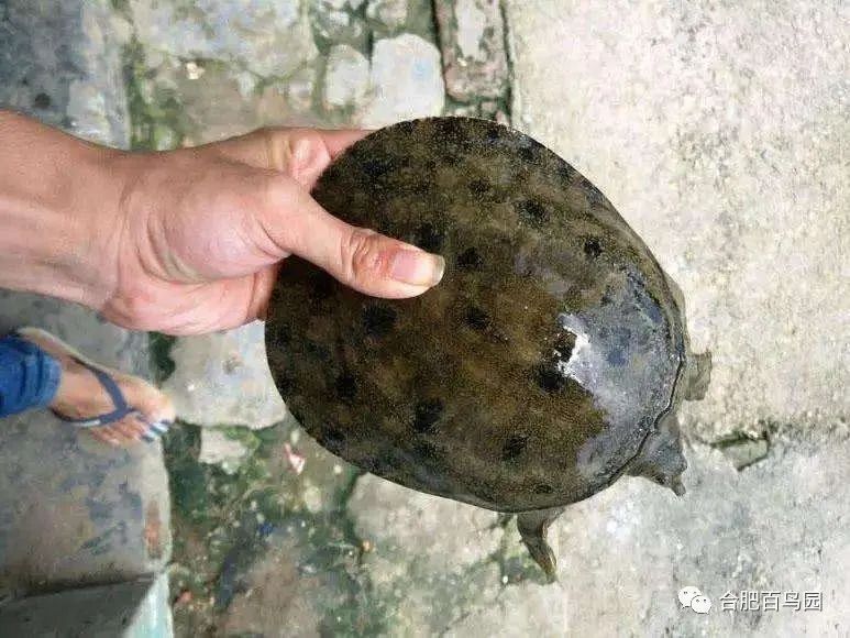 科普动物知识类短视频,龟鳖科普