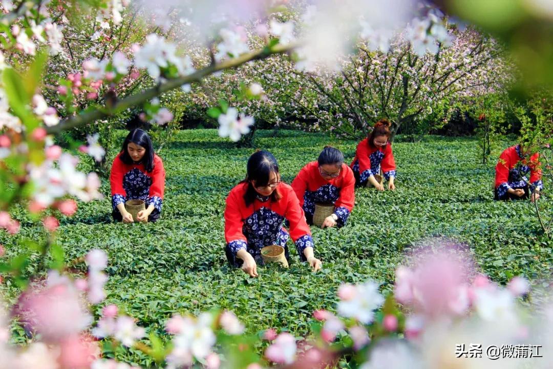 蒲江打造公园,蒲江田园生态区