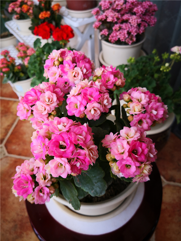 适合9月份养的绿植,四季最好养的10种花