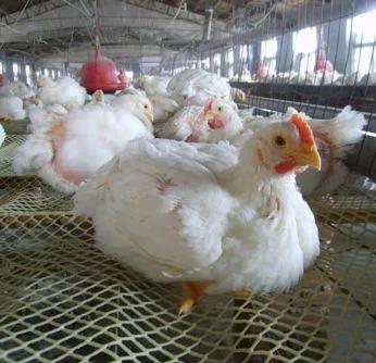 雏鸡白痢治疗土方法,雏鸡白痢死亡率