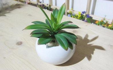 家里装修什么绿植除甲醛,大盆栽植物室内除甲醛