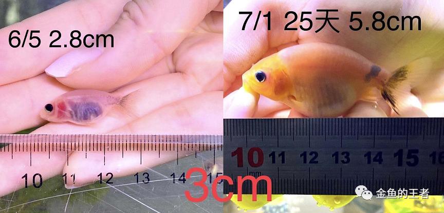 养功考试1个月,20条鱼的前后成长对比,变化太惊艳了