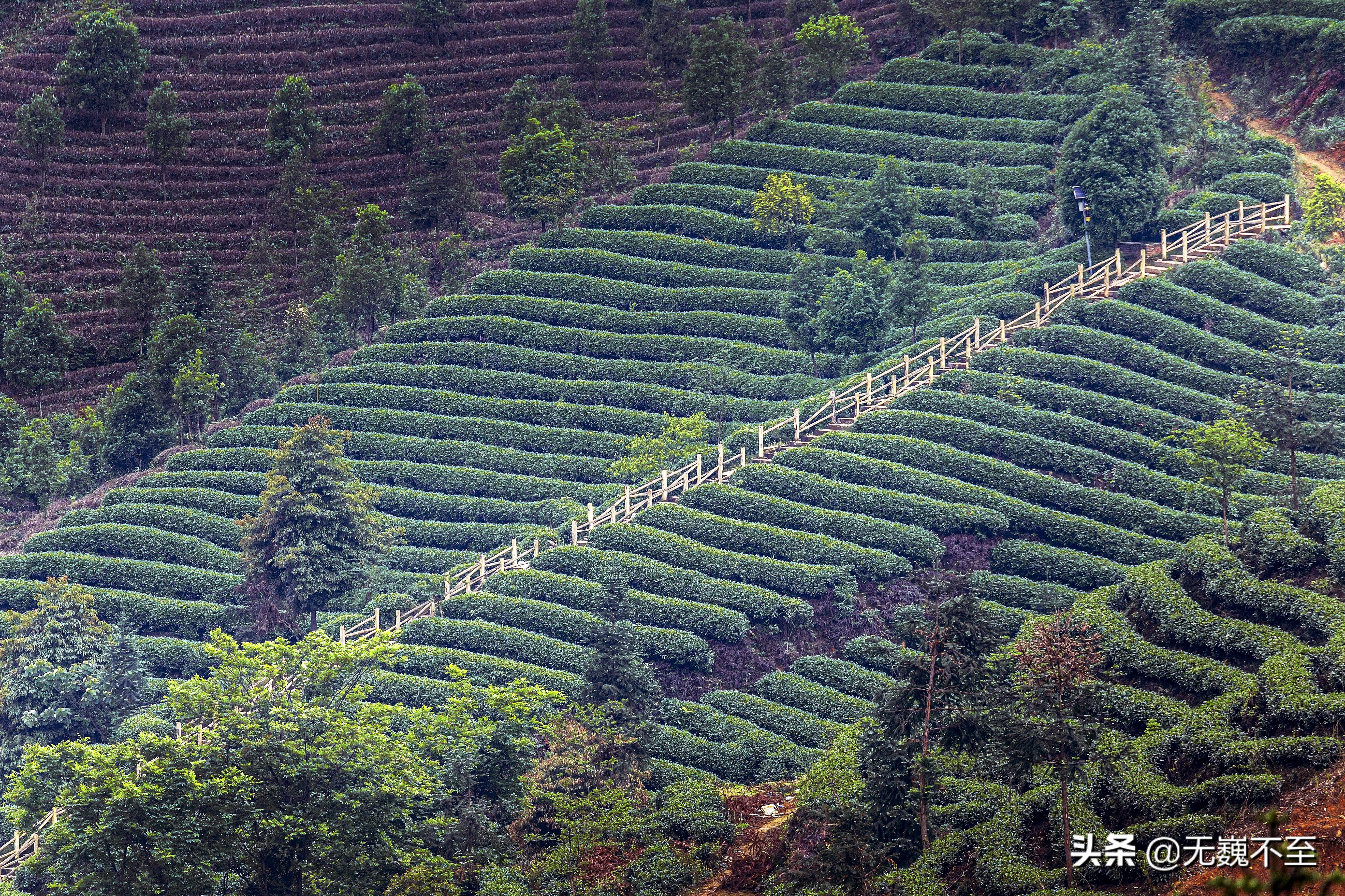 四川雅安牛碾坪万亩观光茶园绿道,雅安旅游景点十大排行榜牛背山