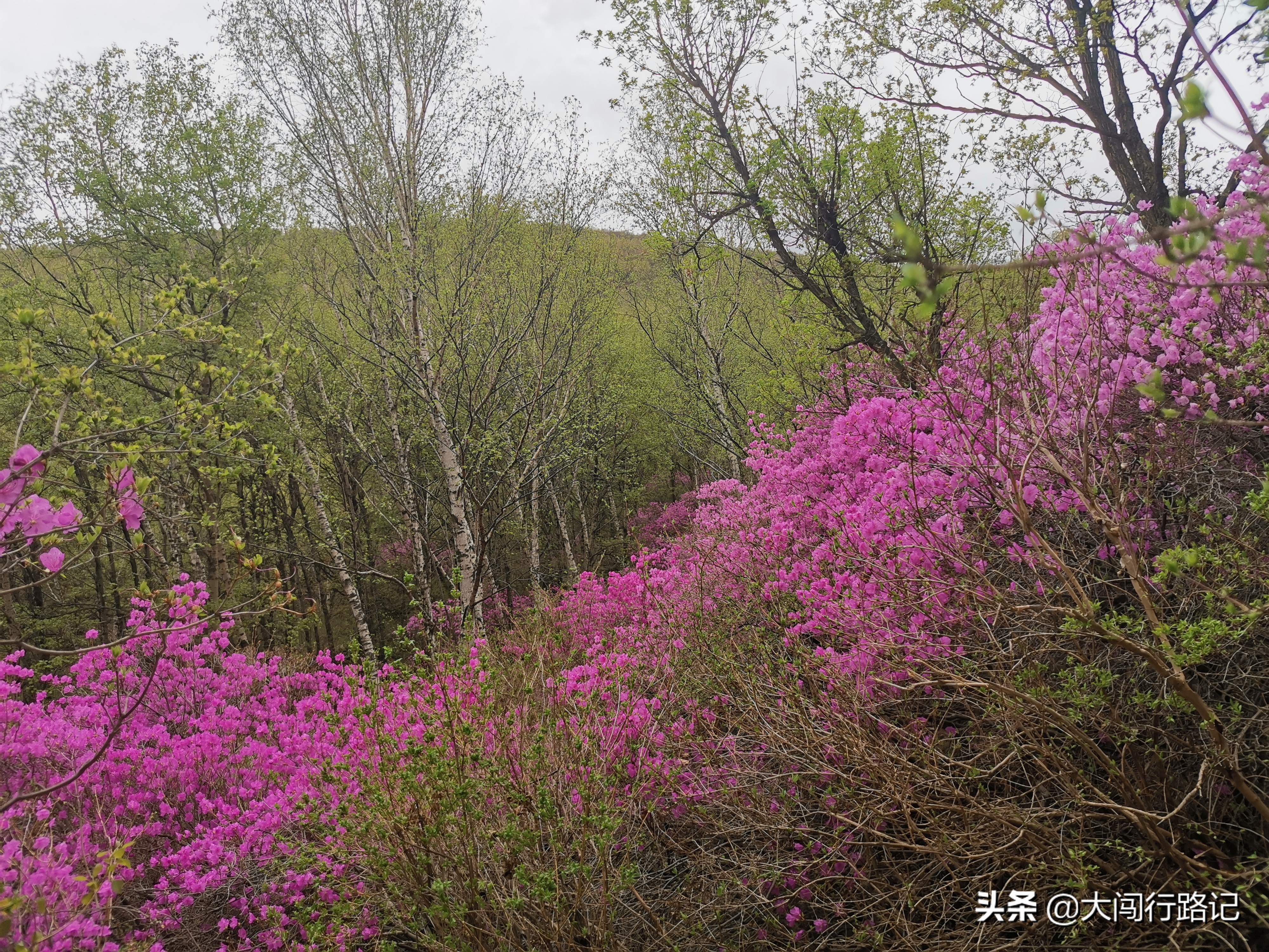 喇叭沟门原始森林游记,怀柔喇叭沟门原始森林2日自驾游
