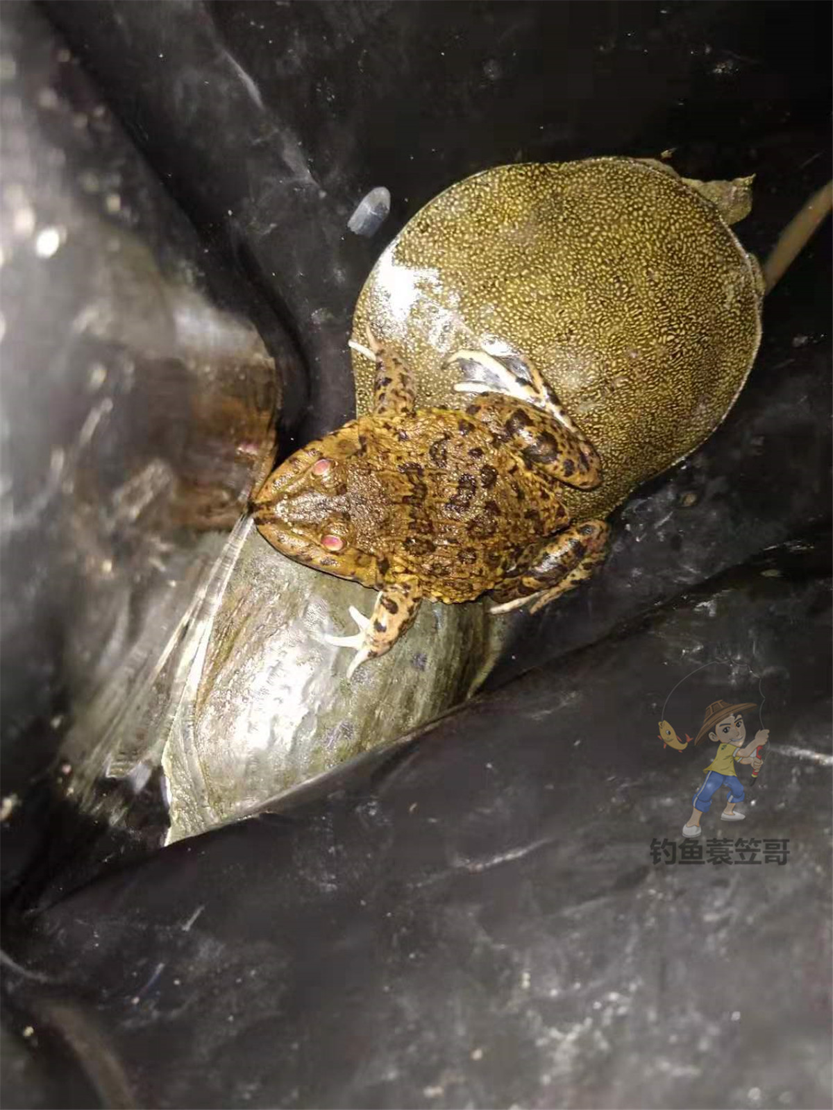 野钓手竿钓甲鱼最佳方法,甲鱼钓法手竿