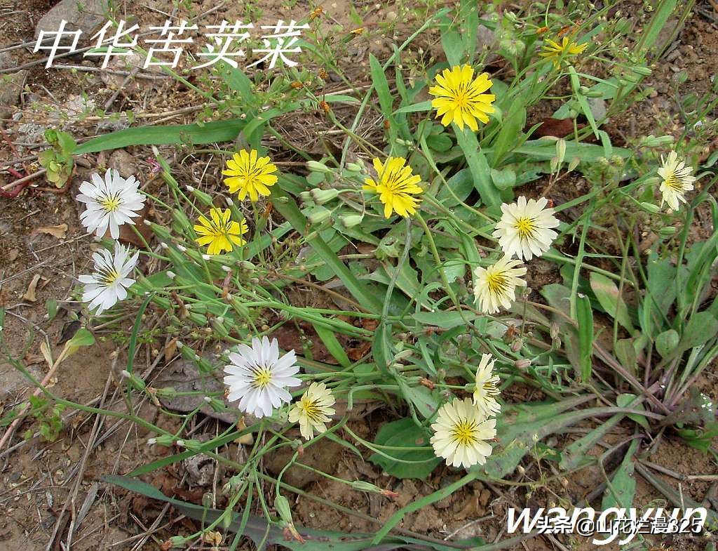 野生菊苣的辨认与图片,野菜苦菜识别方法