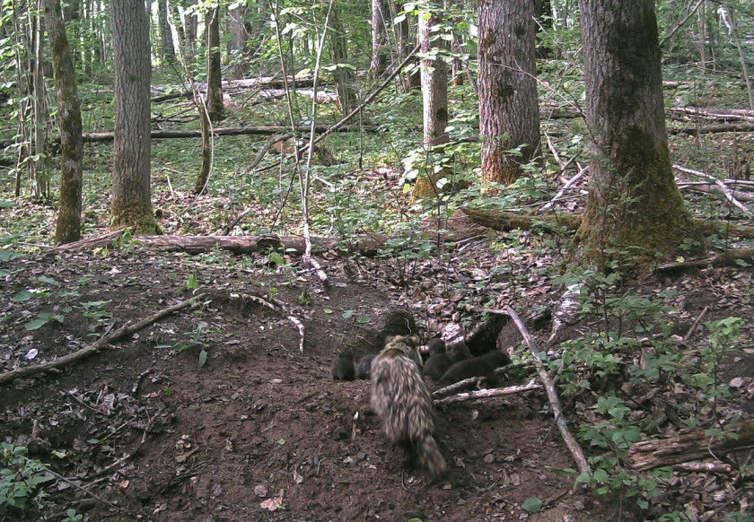 东亚貉,东亚貉入侵欧洲