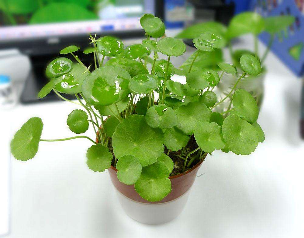 天胡荽草别名,香菇草是什么植物