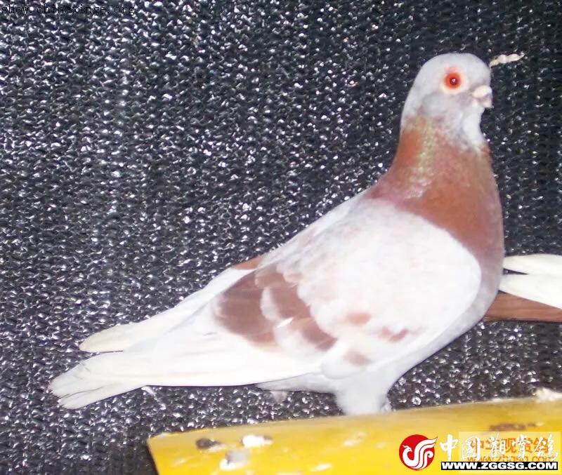 北京鸽哨制作,北京鸽哨晨曲