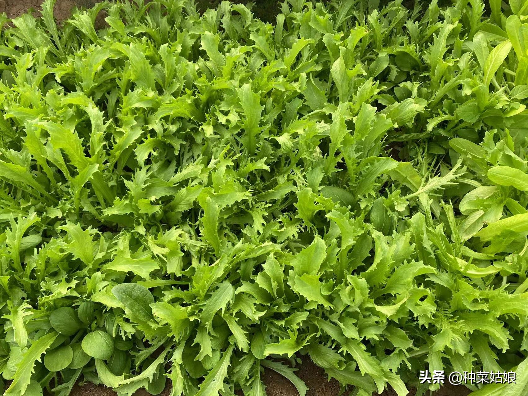 叶菜黄叶是什么原因呢,叶菜叶子发黄腐烂怎么办