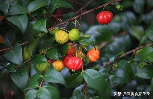 世界最贵水果排行榜前十名,世界上最贵的水果是什么