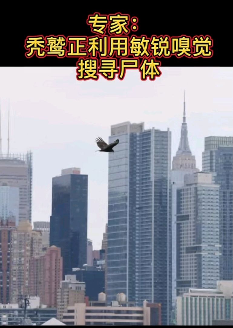 美国疫情风暴持续,为什么秃鹫盘旋在纽约上空