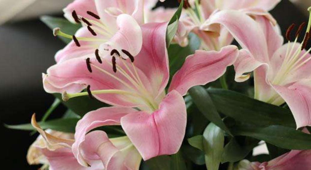 百合花花苞没开就脱落了怎么回事,百合花没全开就凋谢是怎么回事