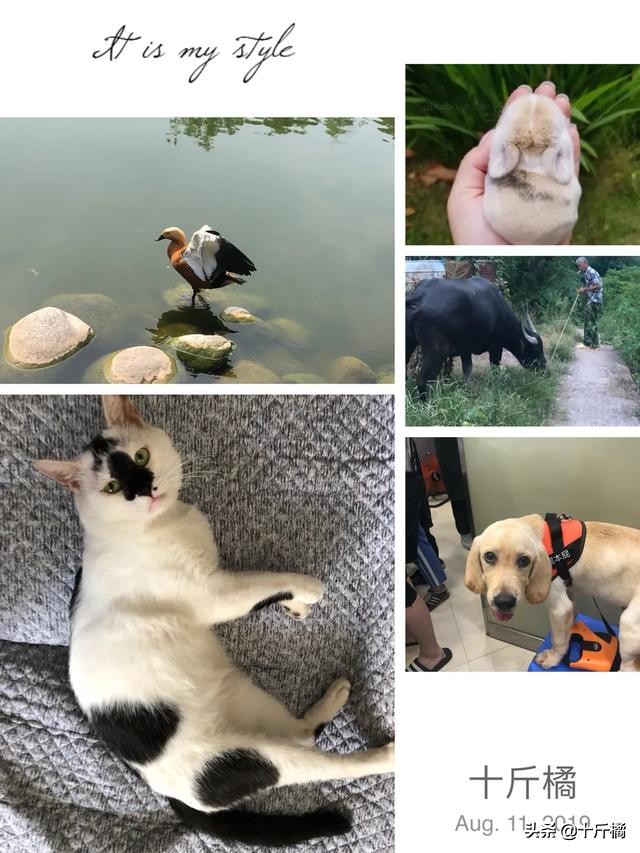 弓形虫不治会有什么危害,弓形虫是孕妇和胎儿的大敌