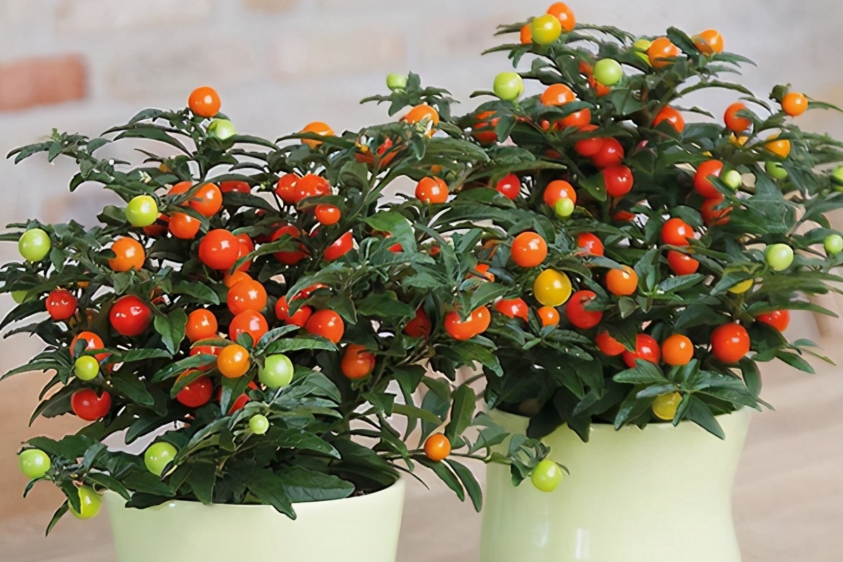 盆栽观果植物有哪些,观果植物具备哪些特征