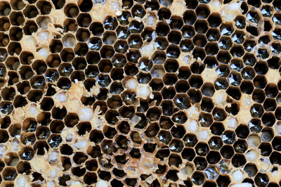 蜂群加继箱的方法,蜂群换王台