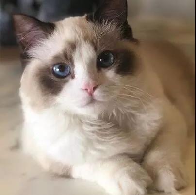 「JALOUSE」有一说一,我确实馋他们的身子