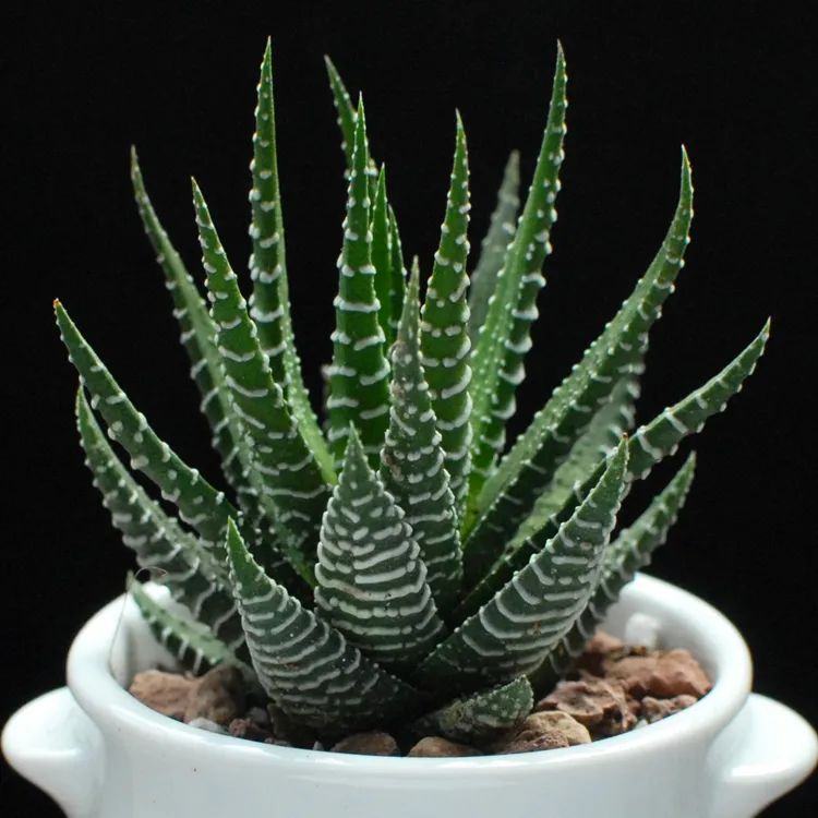 鼠尾兰多肉植物的养护,狐尾兰怎么养才好看